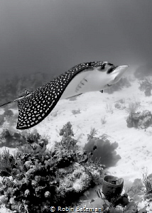 This spotted eagle ray was infatuated with my dome port -... by Robin Bateman 